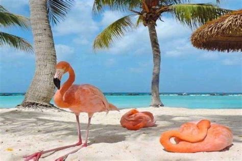 西兰花的家常做法