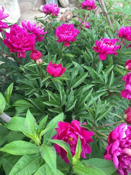 芍药花怎么养家庭养