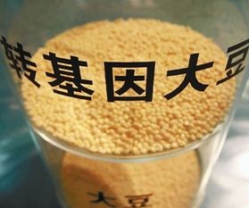 转基因食品有哪些图片