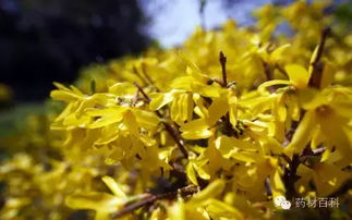 麻黄连翘赤小豆汤的配方