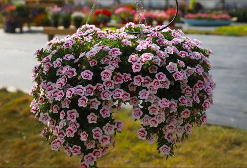 幸福象花儿一样绽放