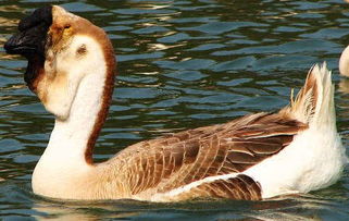 狮头鹅怎么养殖技术及方法