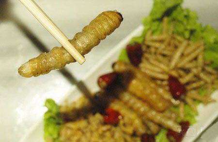 我想看吃虫子的