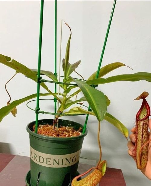 国内首 款 乐普生物EGFR ADC 获美国FDA 快速通道认定