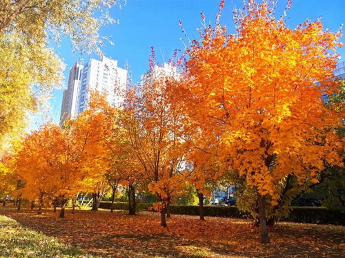 哈尔滨一九四四王小枪笔下的历史画卷与秦昊杨幂的演技交响