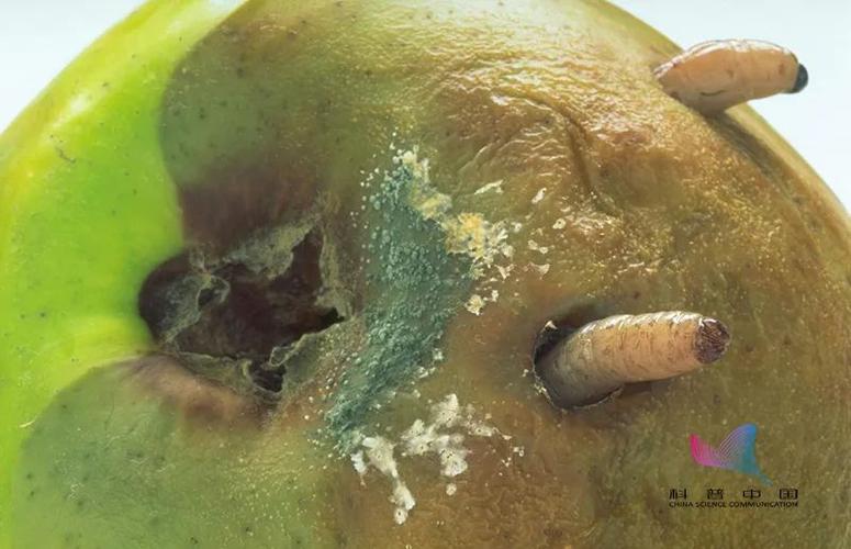 食品安全隐患食品中异物的混入与消费者健康