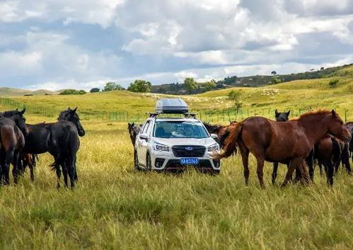 比蒙古马更好用！俄军用摩托车战场突击运炮弹：都是被乌军逼的