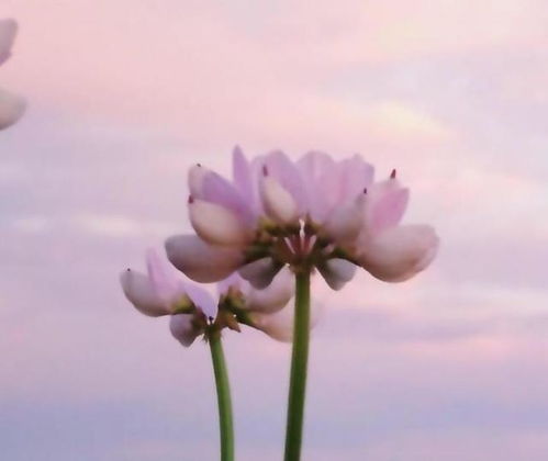 央行连增黄金后止步专家称央行擅长把握机会后续或仍有增持空间