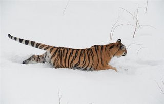 副部级老虎任上被查