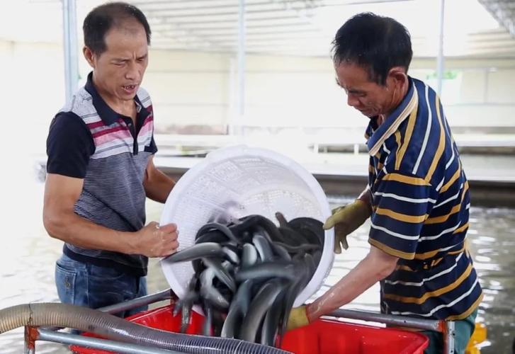 天马科技月鳗鱼出池吨