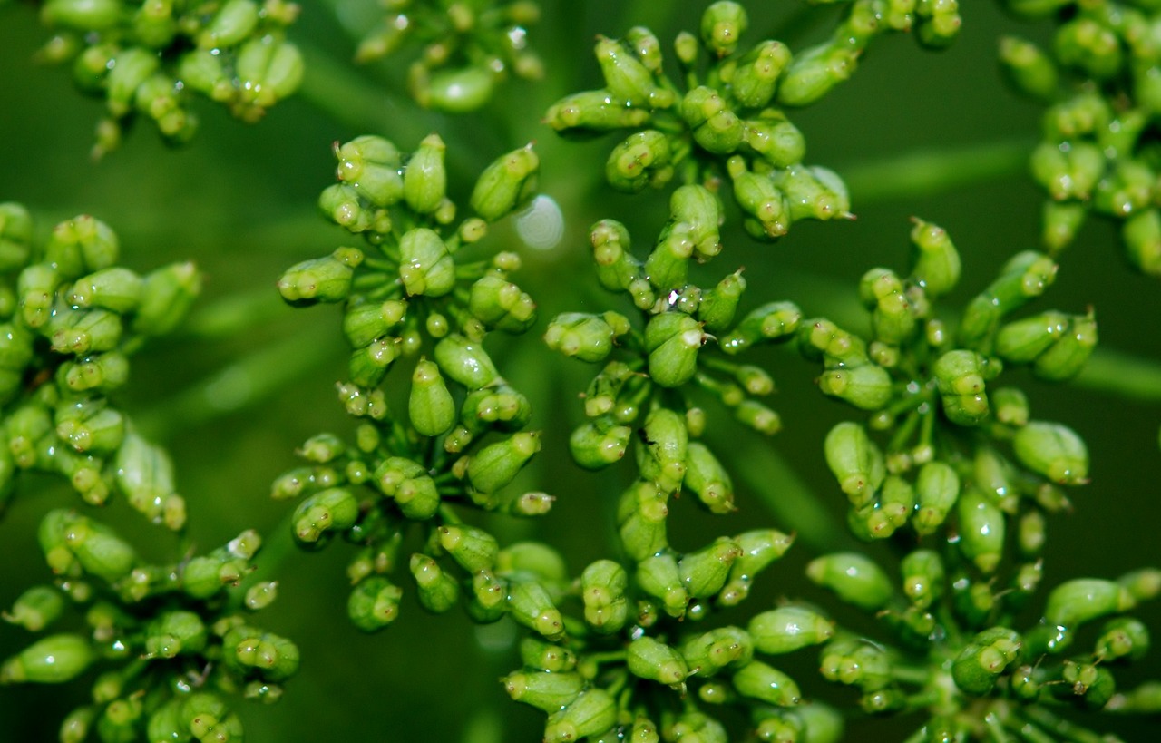 绿意盎然，探秘园艺学报——解锁植物世界的钥匙