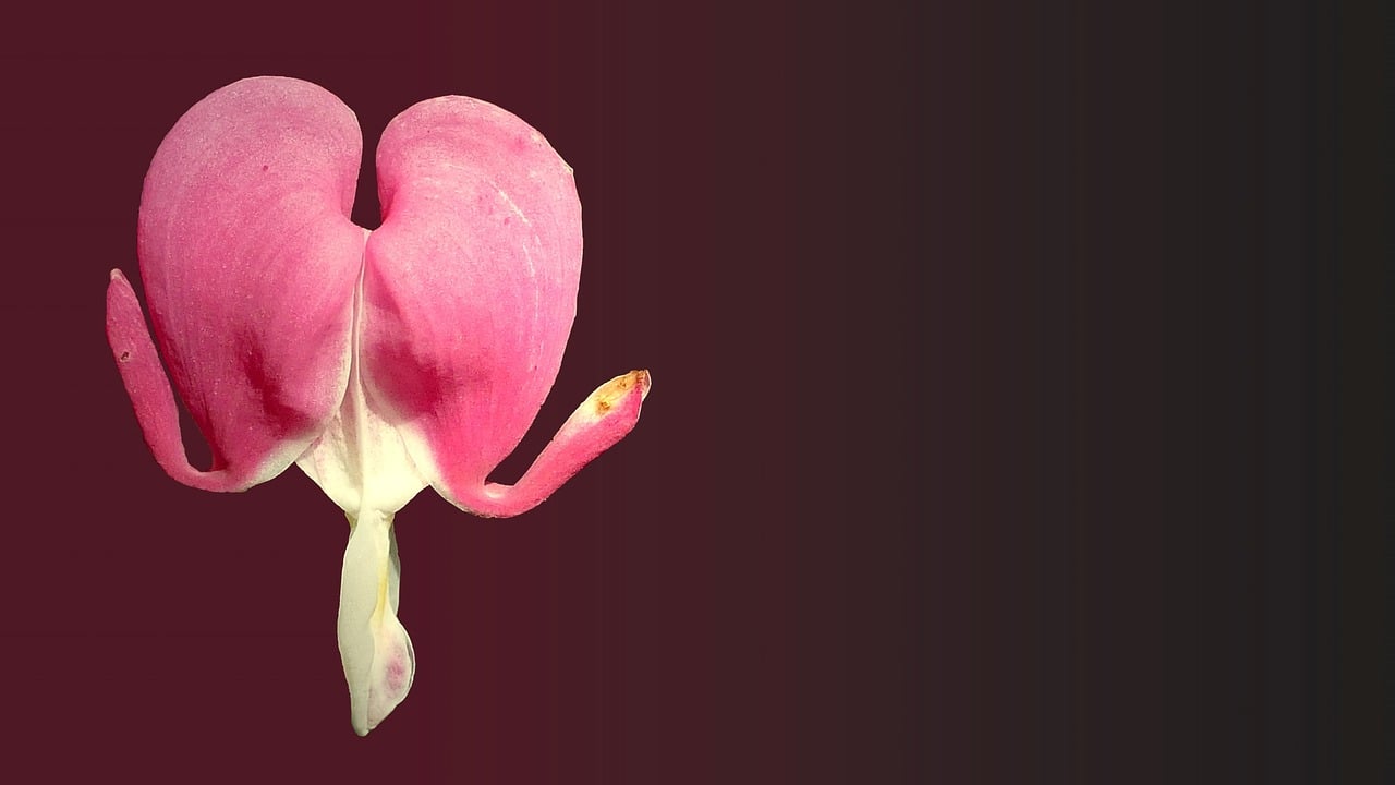 好虐《春花焰》死了都要爱