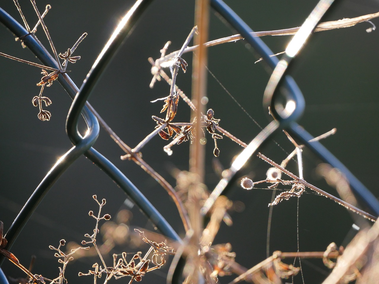 感恩的季节，温暖人心，深度解析感恩节的文化内涵与全球庆祝方式