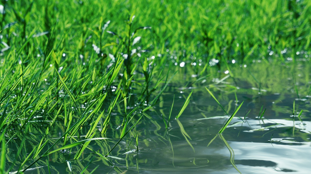 耕读未来,智慧农业引领新潮流——深度解析农业科技信息的革新力量 耕读未来,智慧农业引领新潮流——深度解析农业科技信息的革新力量