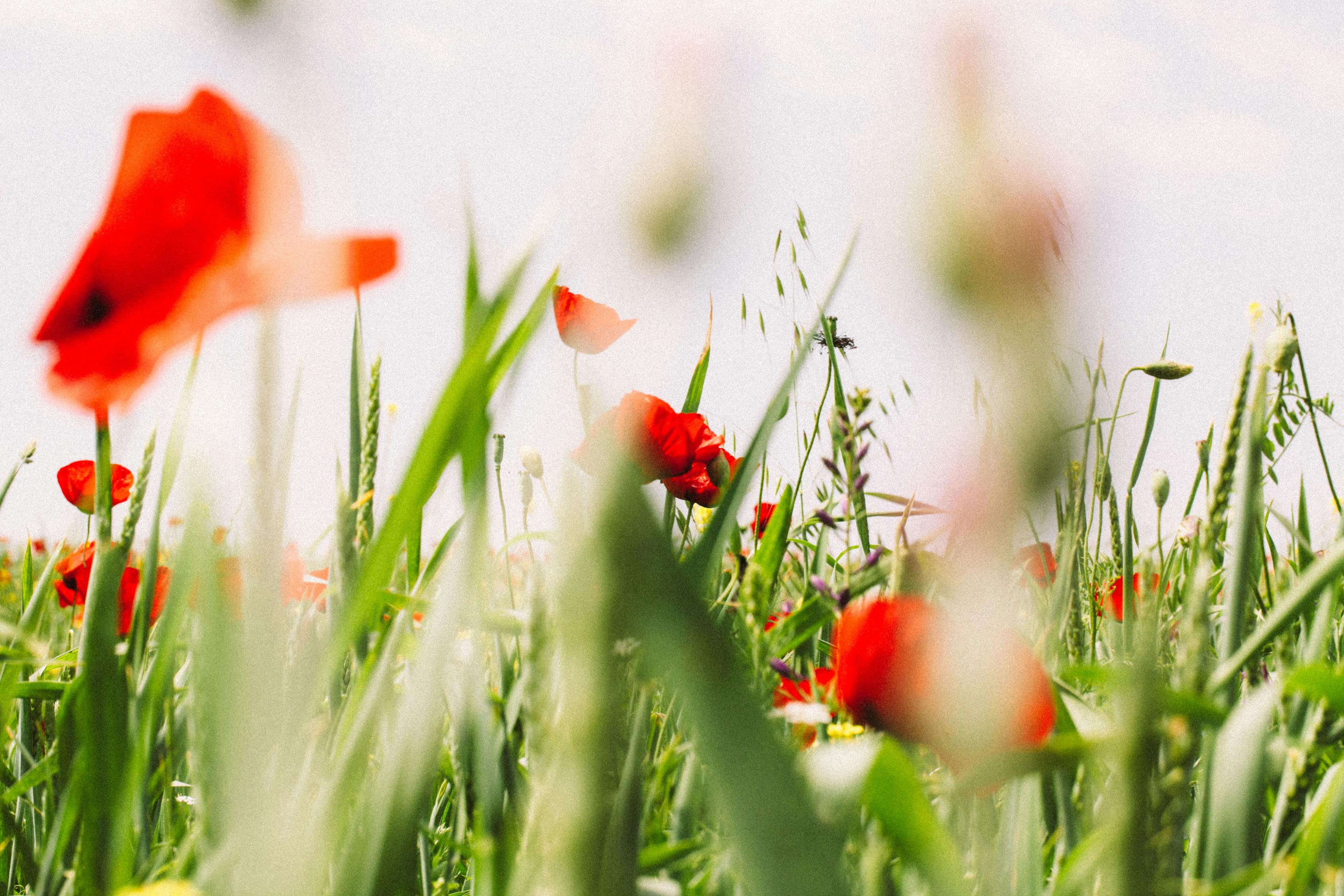 顺境逆境皆从容，揭秘逆来顺受背后的生肖密码