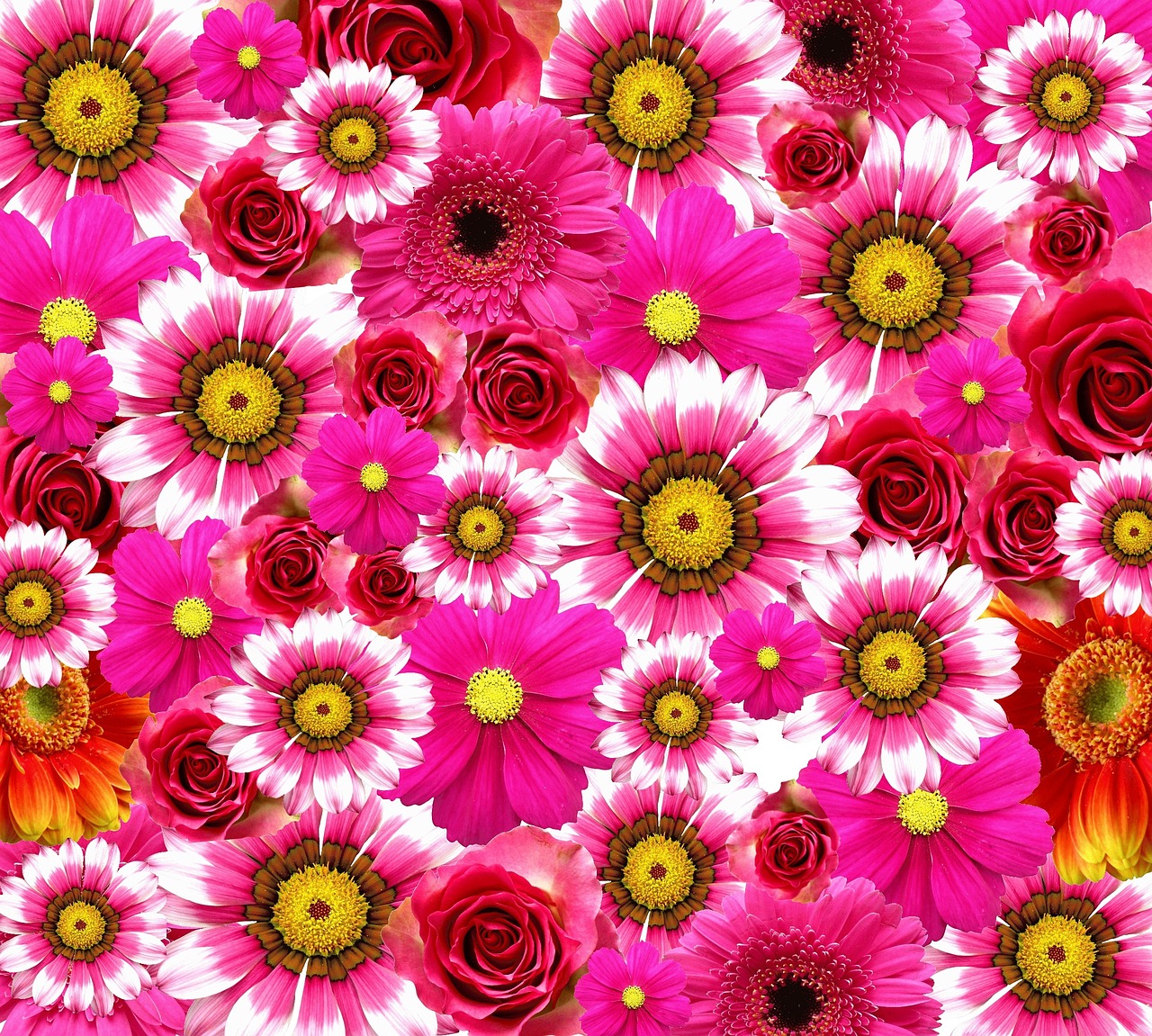 揭秘花语密码，以图解说，深入解析花的语言——一场视觉与心灵的对话