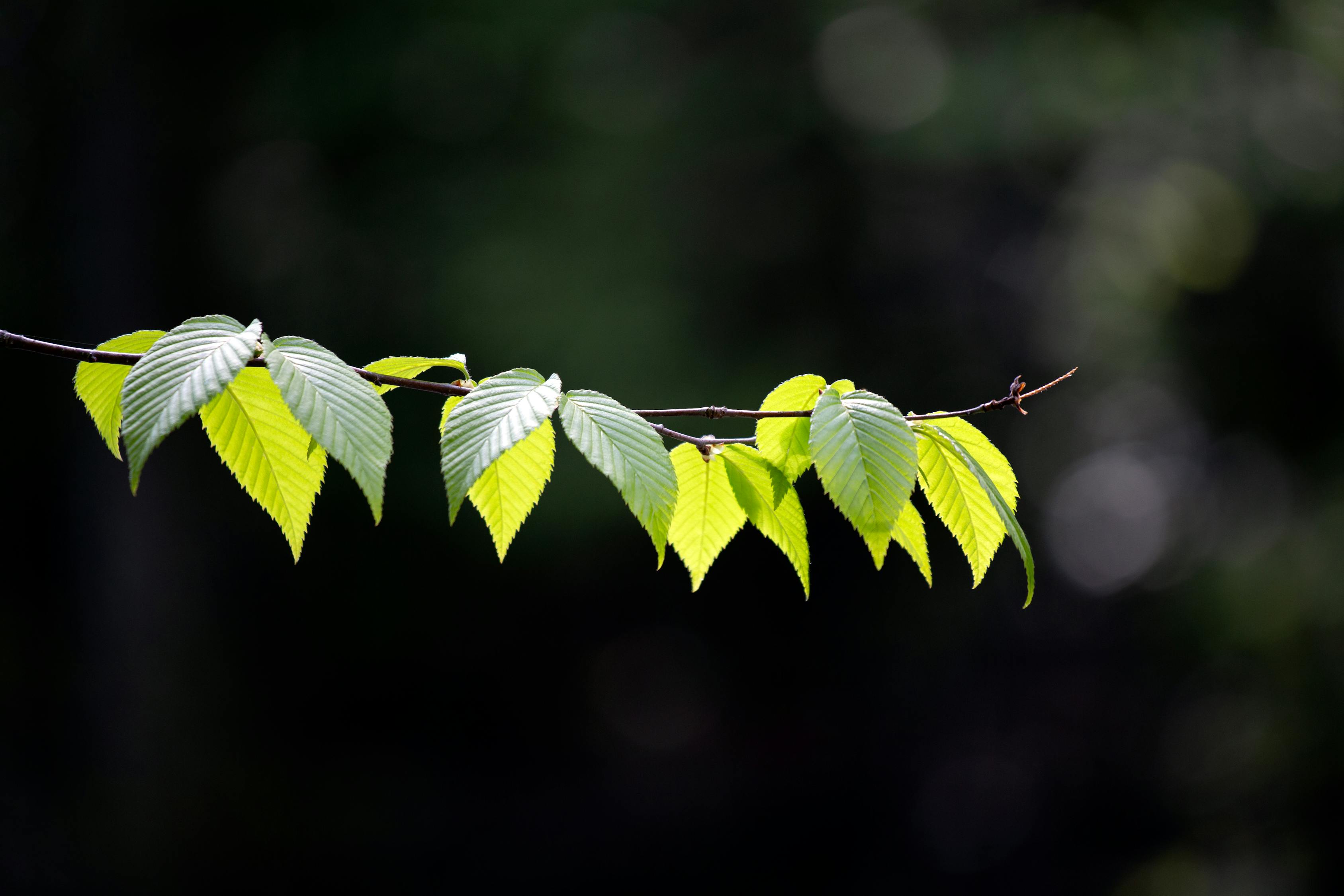 生肖密码解密，喜上眉梢背后的喜悦与智慧