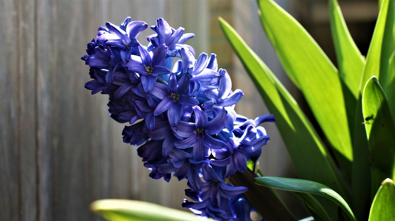 绽放生活的桃花，理解其含义与生活智慧