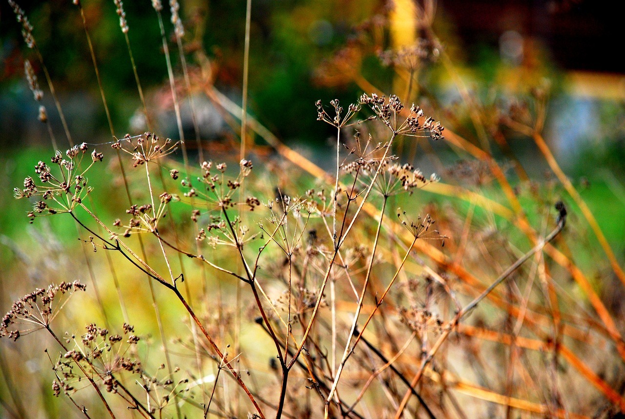 胎梦的秘密花园，探索那些孕育中的神奇梦境