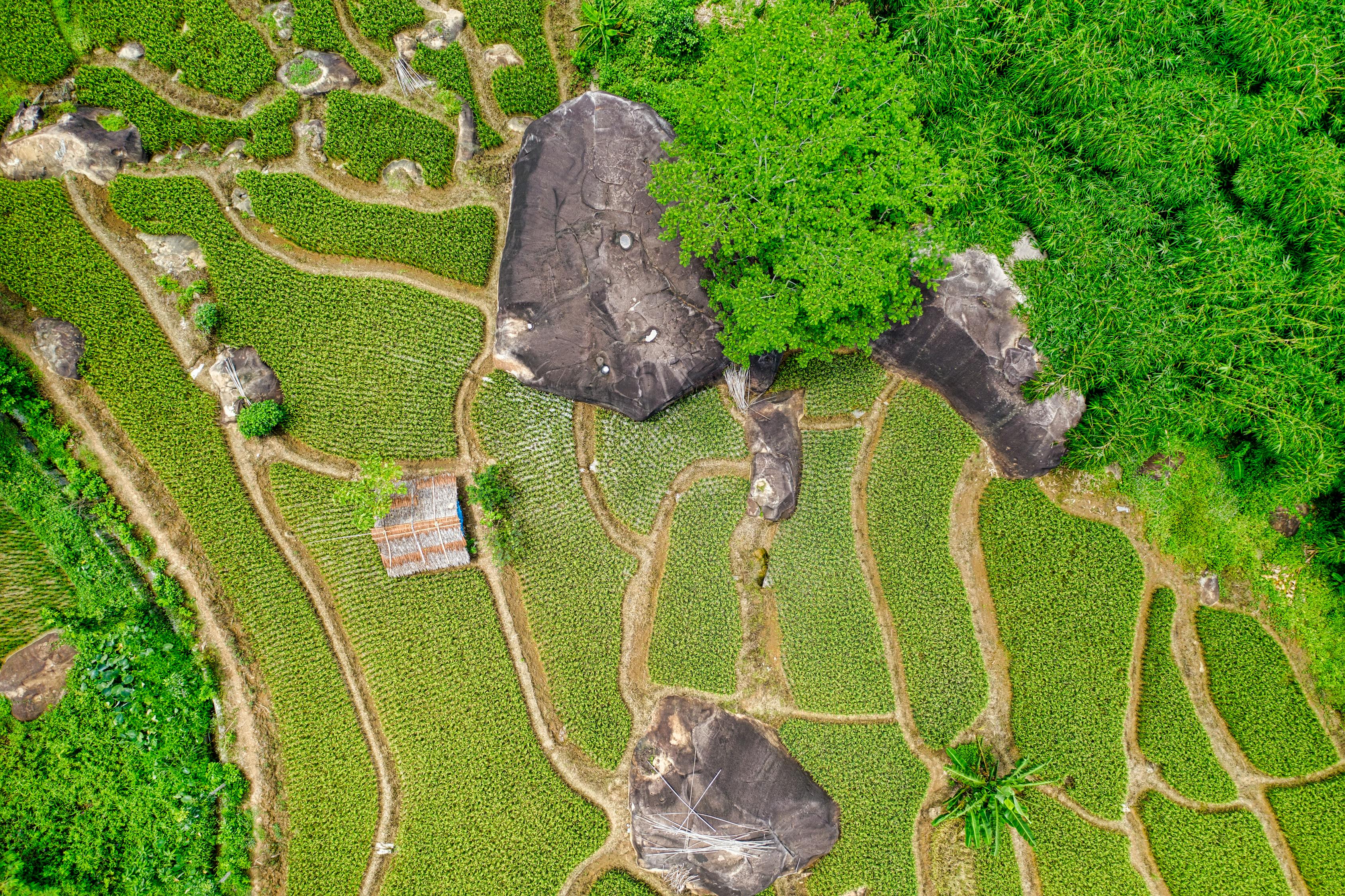探秘袁隆平，稻田里的耕耘者与属相的科学精神