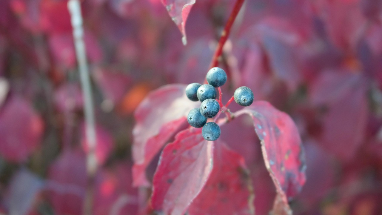 揭秘平安果，从果子到寓意的奇妙演变