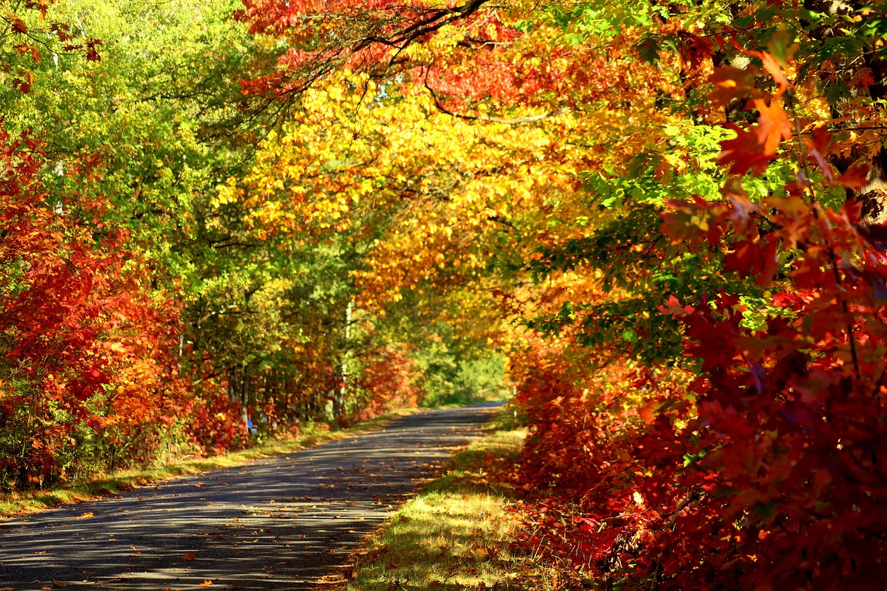 探秘2013年的金秋佳节，重阳之约，岁月的金色记忆