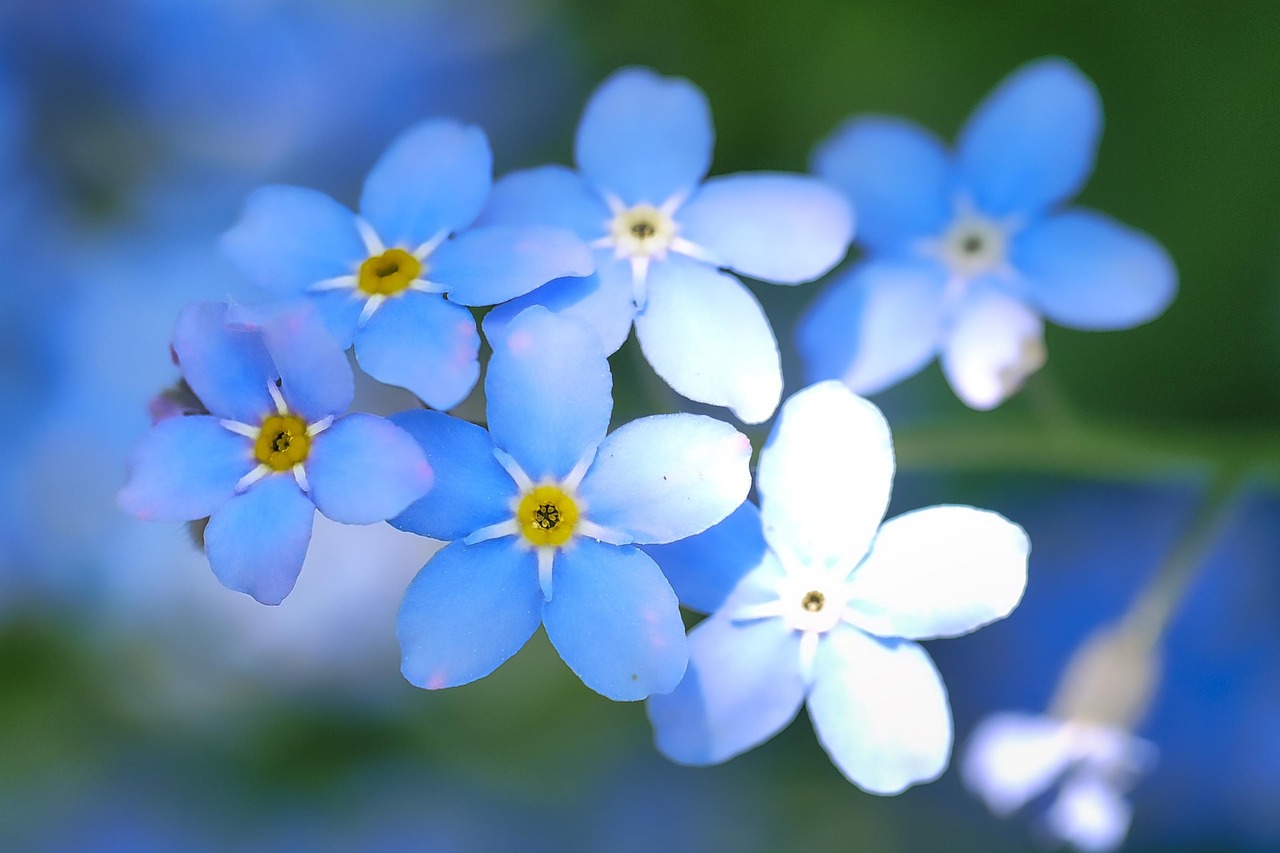 海棠花开，一个名字背后的文化与情感变迁
