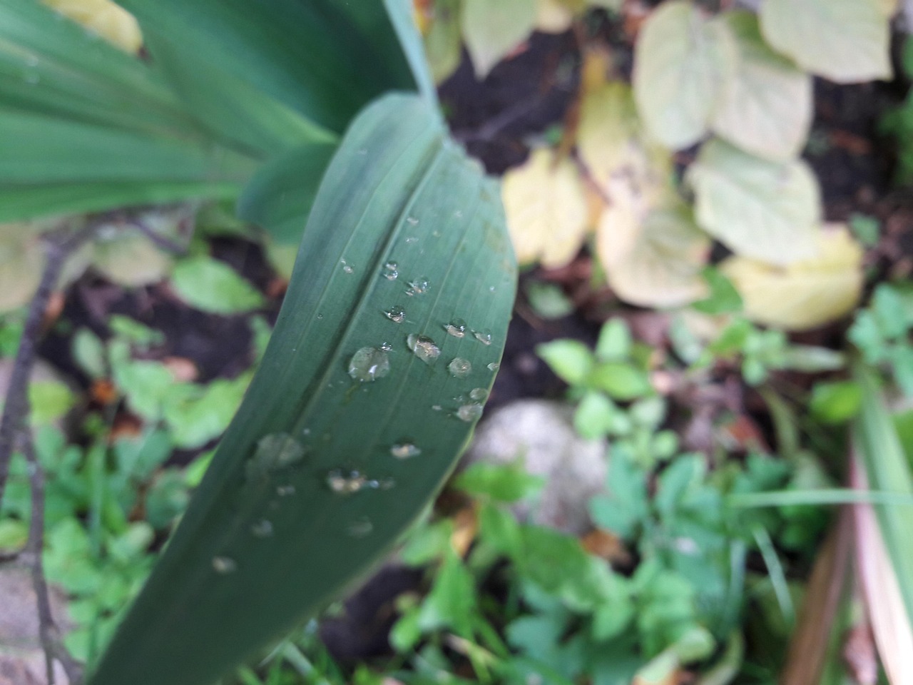 石家庄高风险地区名单最新动态，了解、预防与应对