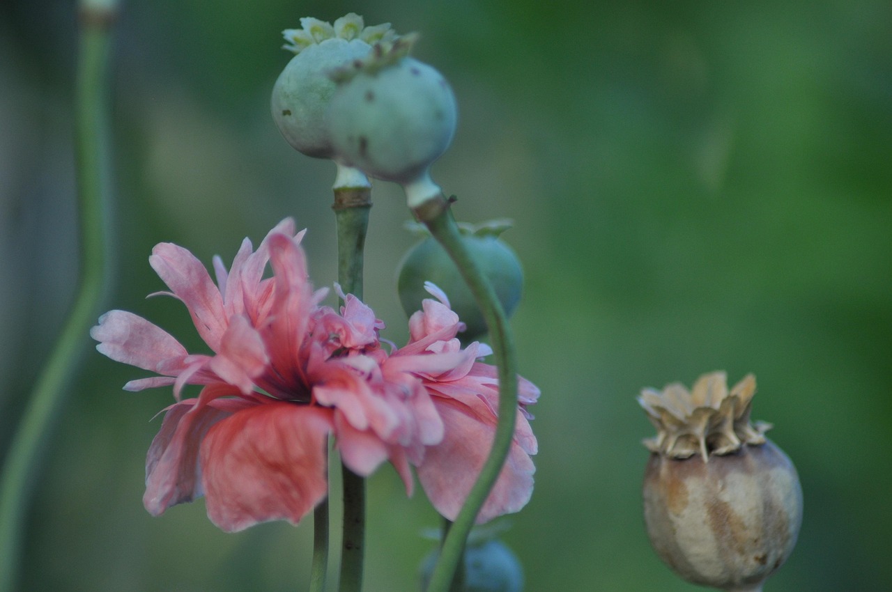 诗意盎然，解读立秋，感受自然韵律的变迁