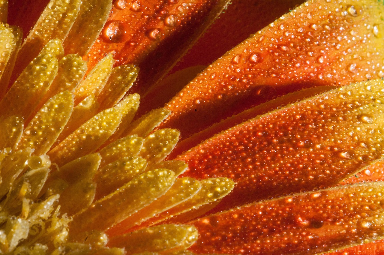 31省市疫情动态，最新数据与防控措施全解析