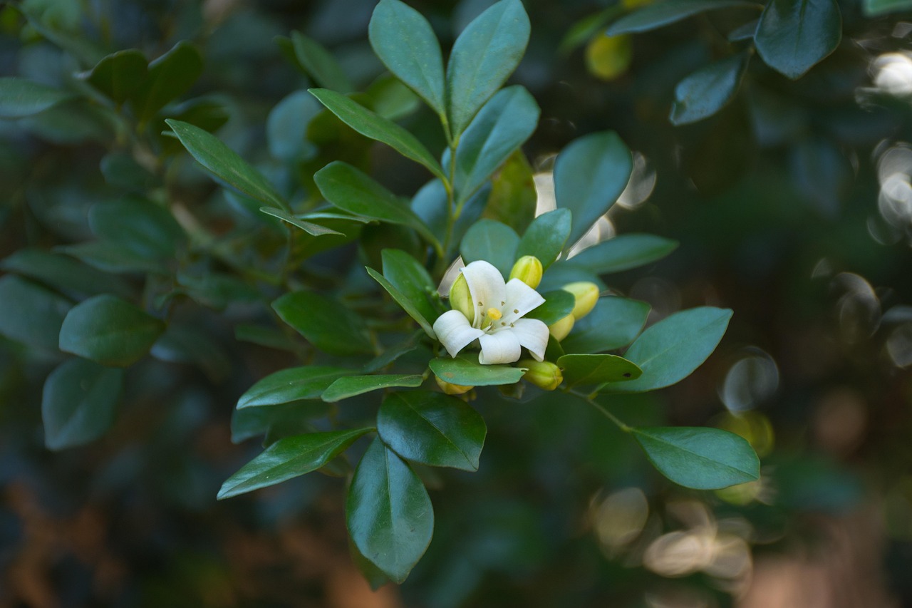 湖南长沙疫情最新动态，防控措施与生活指南