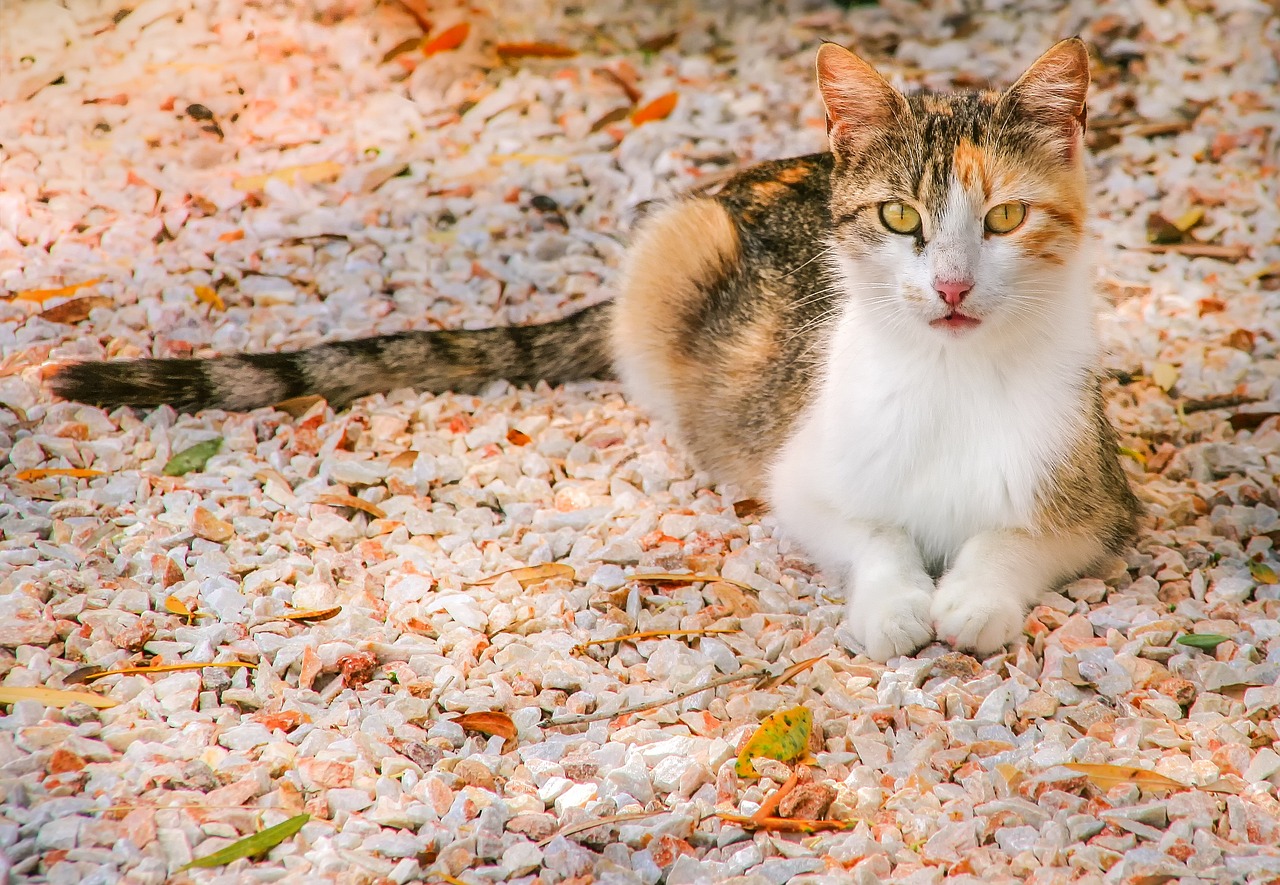 广东疫情新动态，新增本土确诊病例5例，我们如何保持警惕？