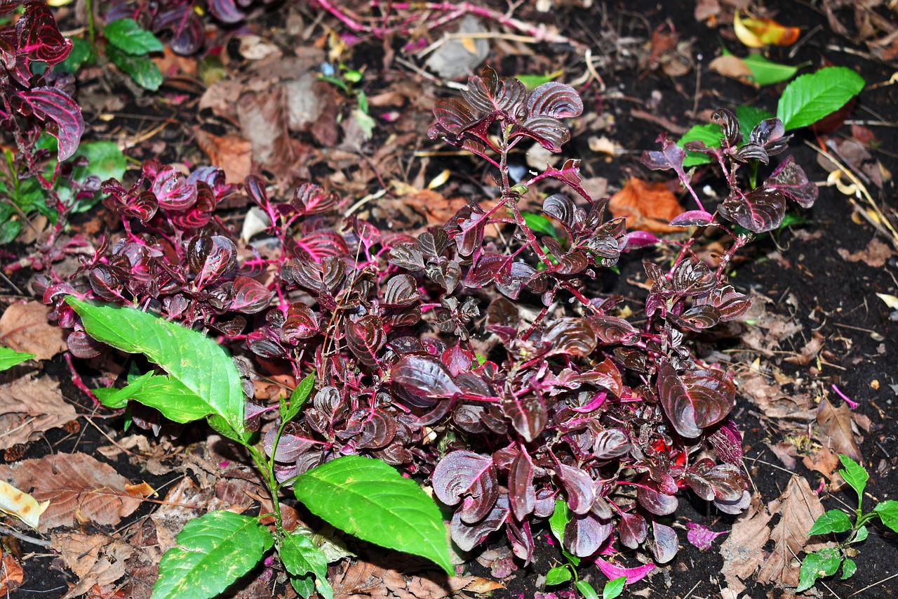 湛江疫情最新动态，了解、预防与应对策略