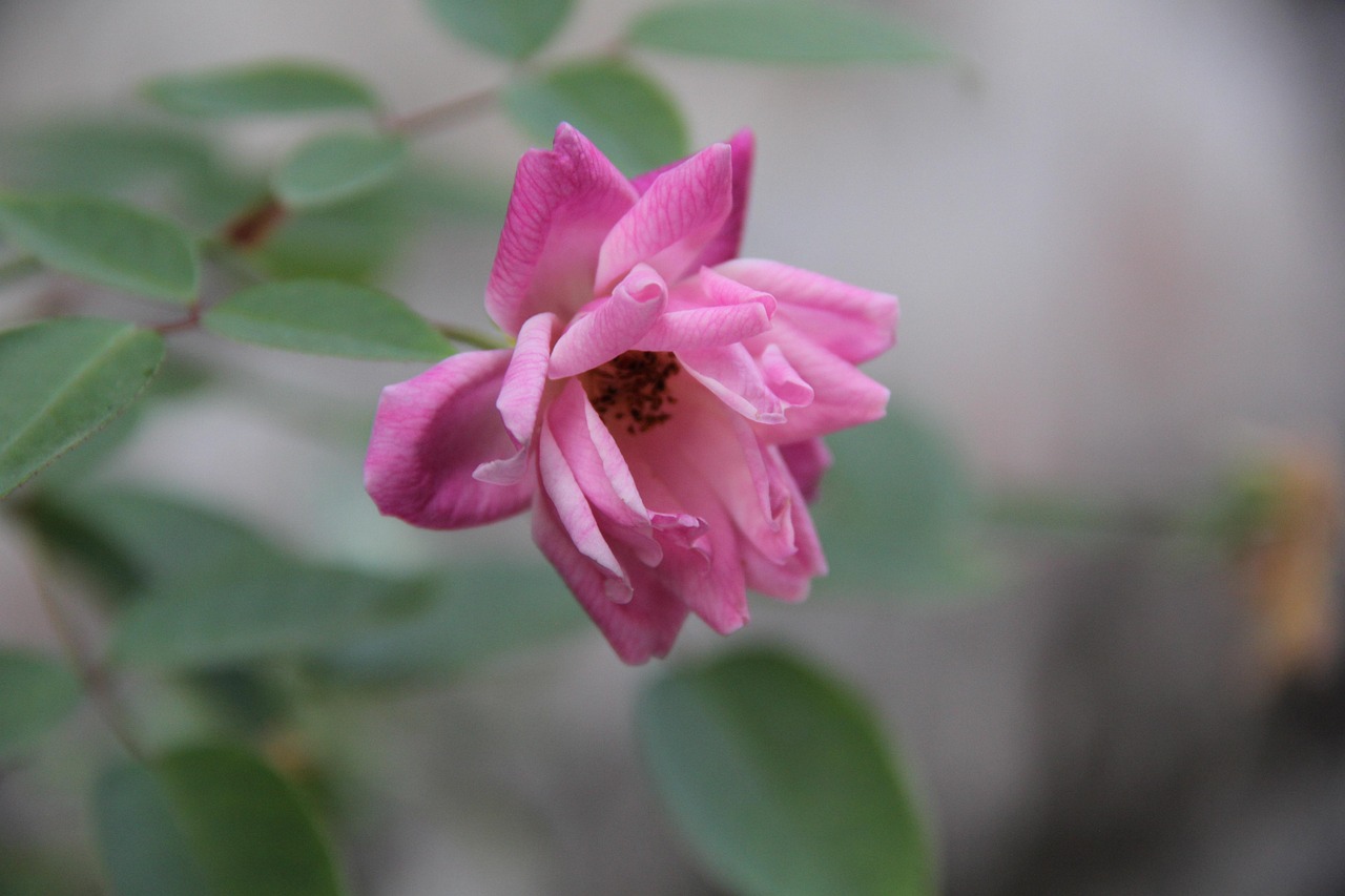 黑龙江疫情新动态,防控措施升级,民众生活影响几何?