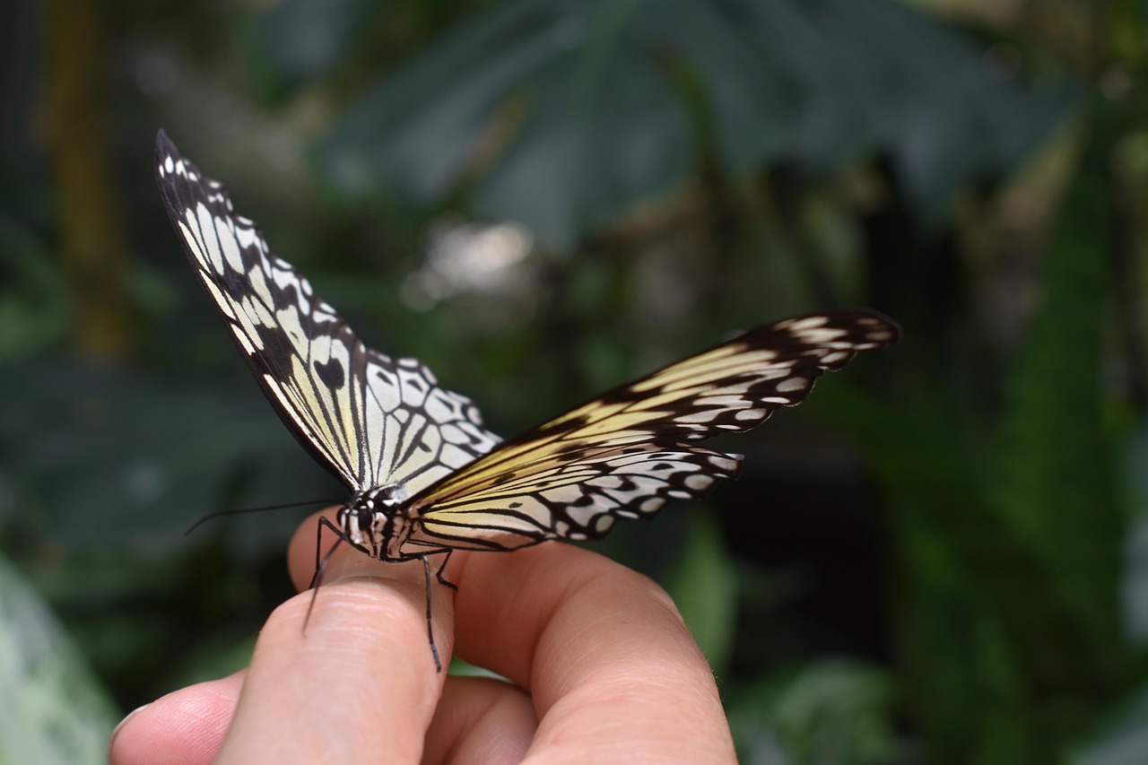 翩翩起舞的词汇，蝴蝶的英文Butterfly