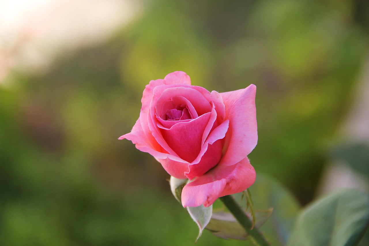 玫瑰花搭配的艺术，提升美感与表达情感的秘诀