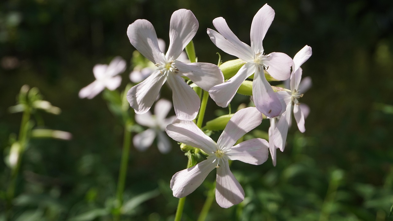 花语交织，如何形容完美的花卉搭配艺术
