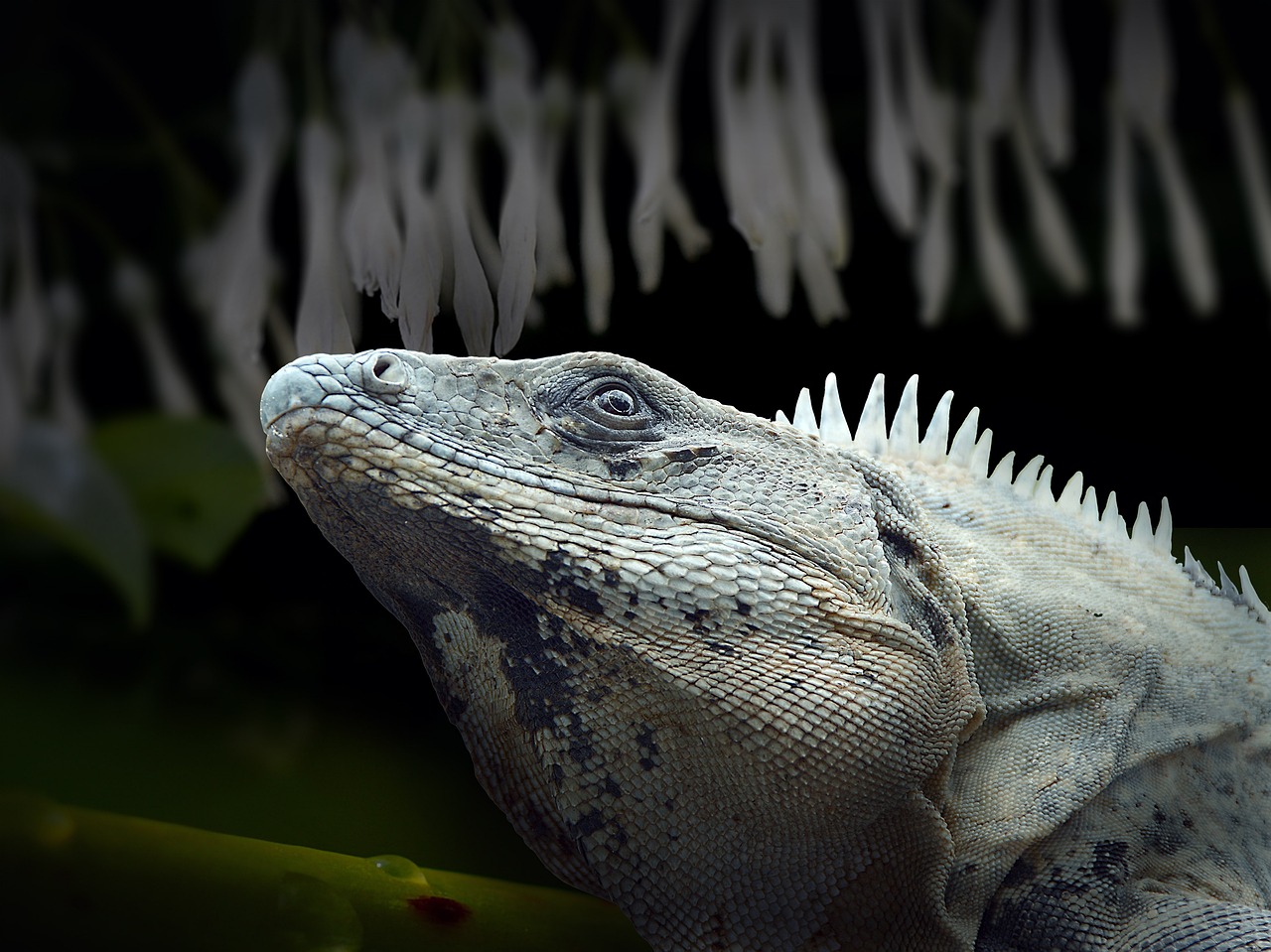 熊猫的神秘面纱，探索这些黑白萌物的冷知识