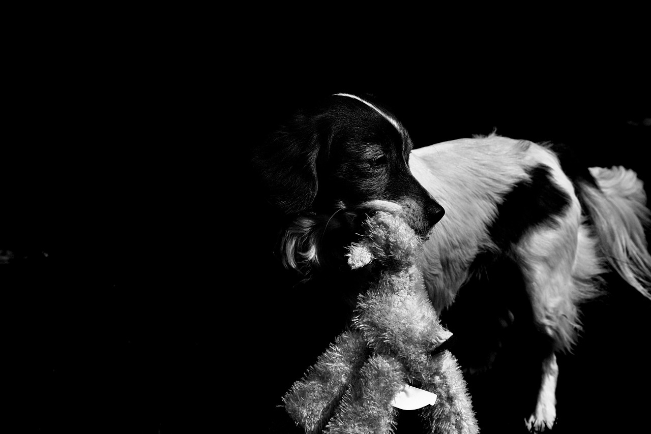 大熊猫的神秘面纱，揭秘这些黑白巨兽的冷门知识