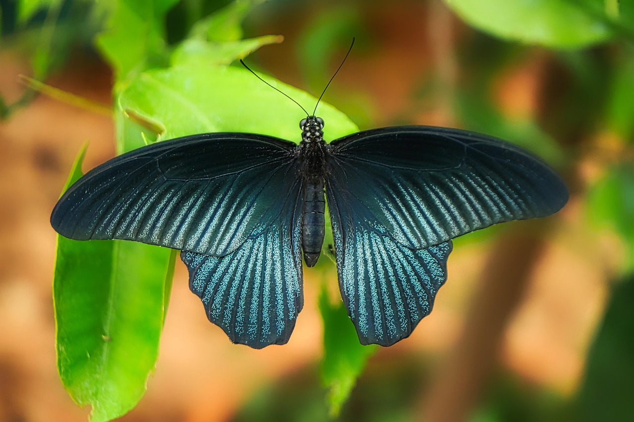 蝶舞翩翩,揭秘蝴蝶的神秘世界 蝶舞翩翩,揭秘蝴蝶的神秘世界