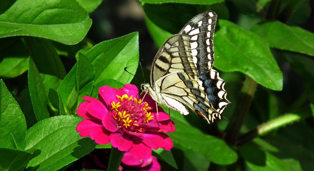 蝴蝶百科知识及图片大全大图，探索多彩的蝴蝶世界