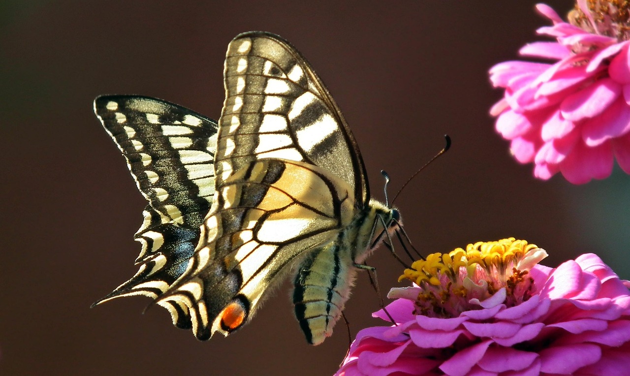 彩绘翅膀，蝴蝶科普小报的创意指南