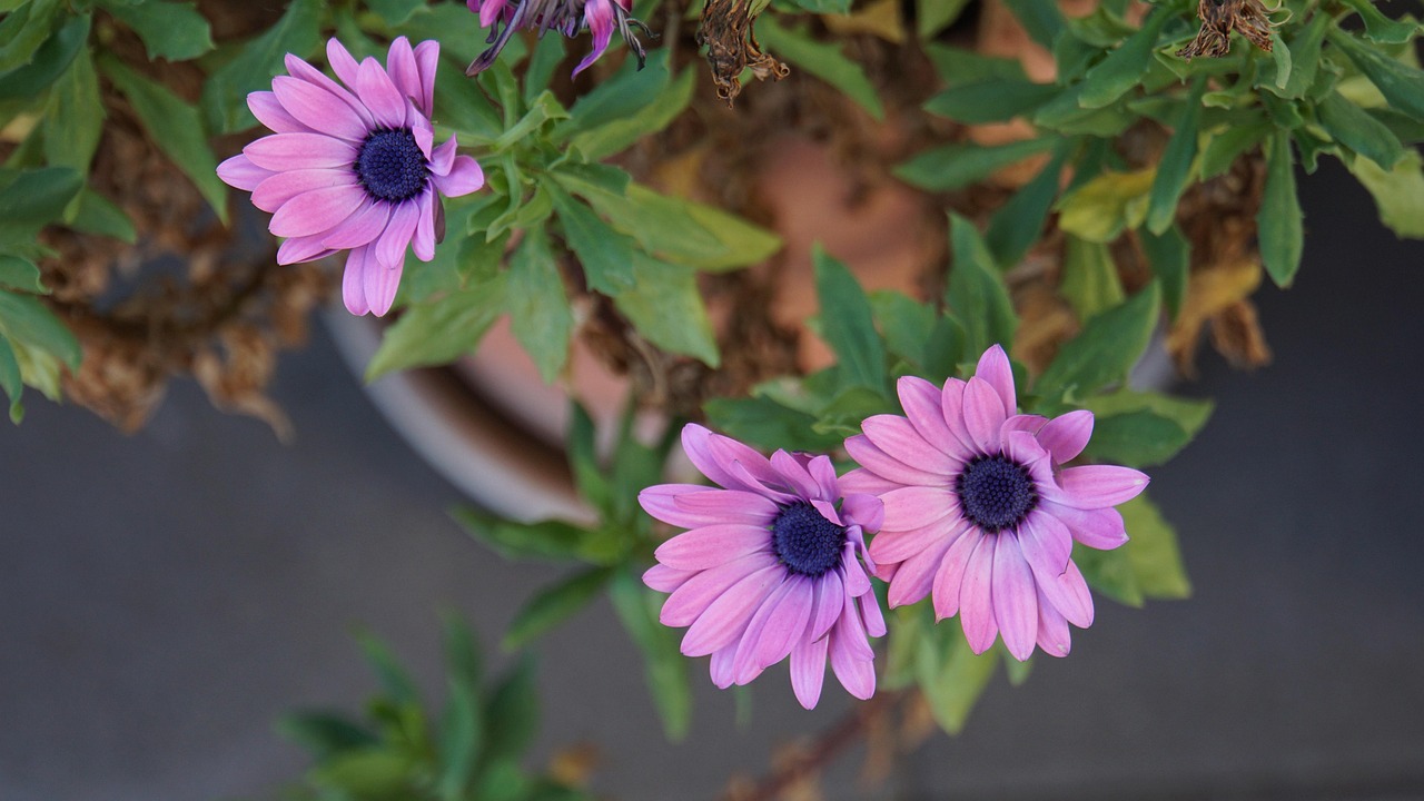 花与花朵，语义中的差异及其在日常生活中的应用