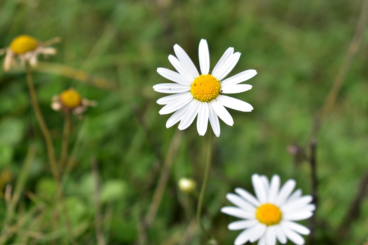 人生感悟的经典句子，用笑容面对生活