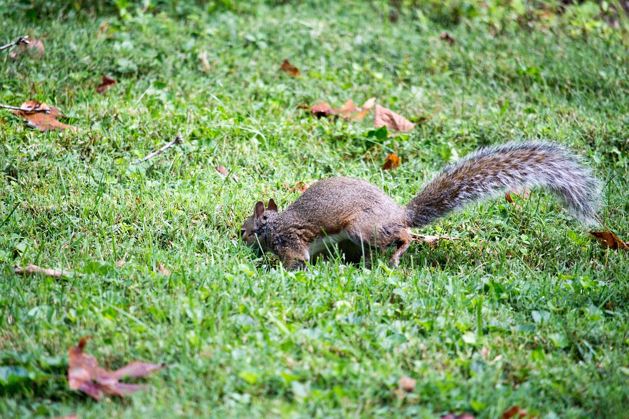 动物百科小知识问答，探索自然界的奇妙之旅