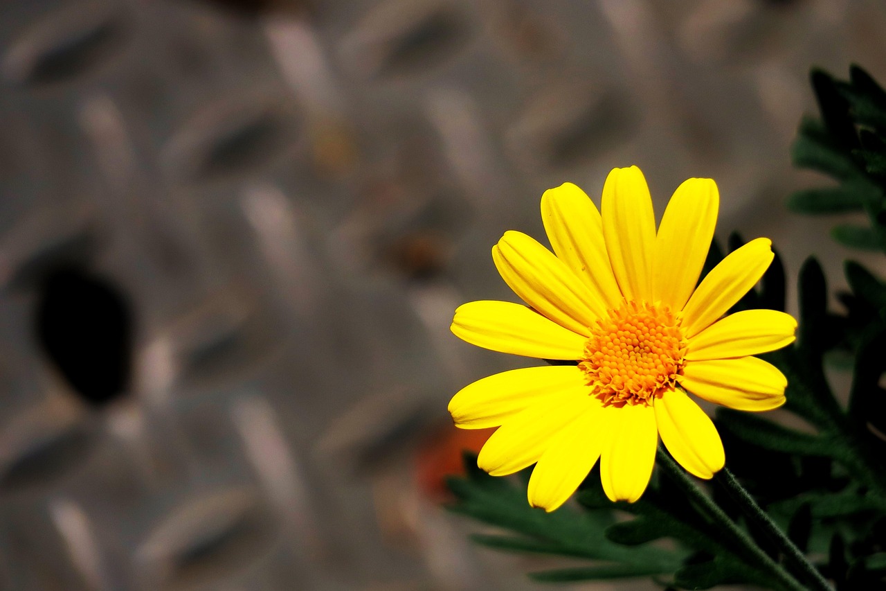 绽放的色彩，探索花与植物图片中的自然之美