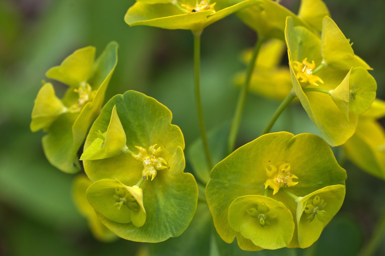 中草药宝库，认识大全图片带拼音版，让传统智慧触手可及