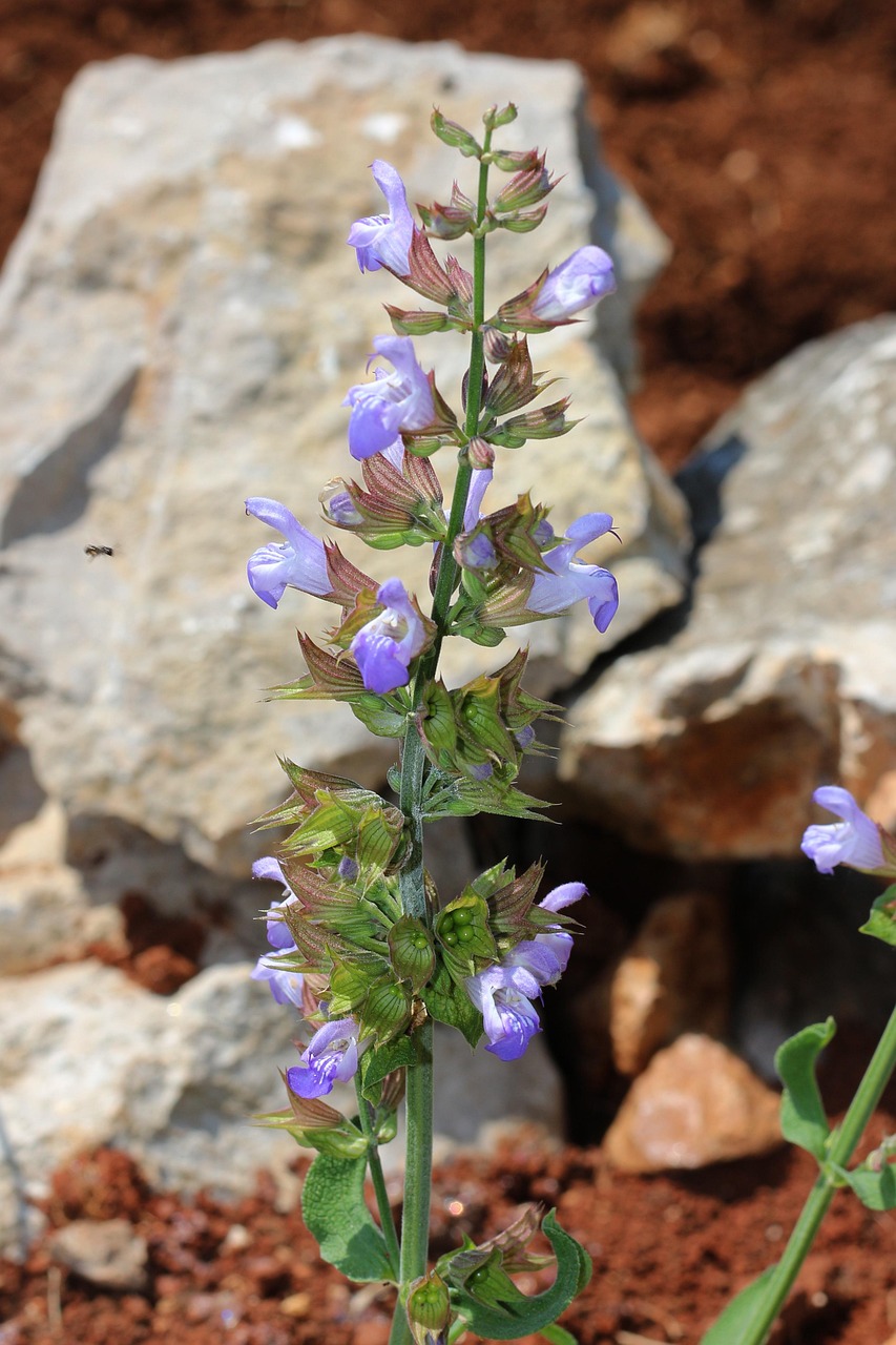 揭秘自然界的壮阳圣品，十种草药的神奇功效与图片展示
