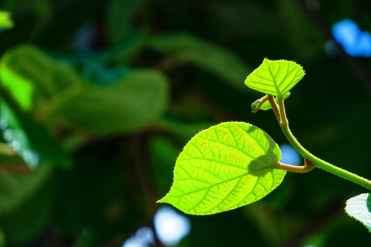 揭秘排名第一壮阳草药，科学探索与健康真相