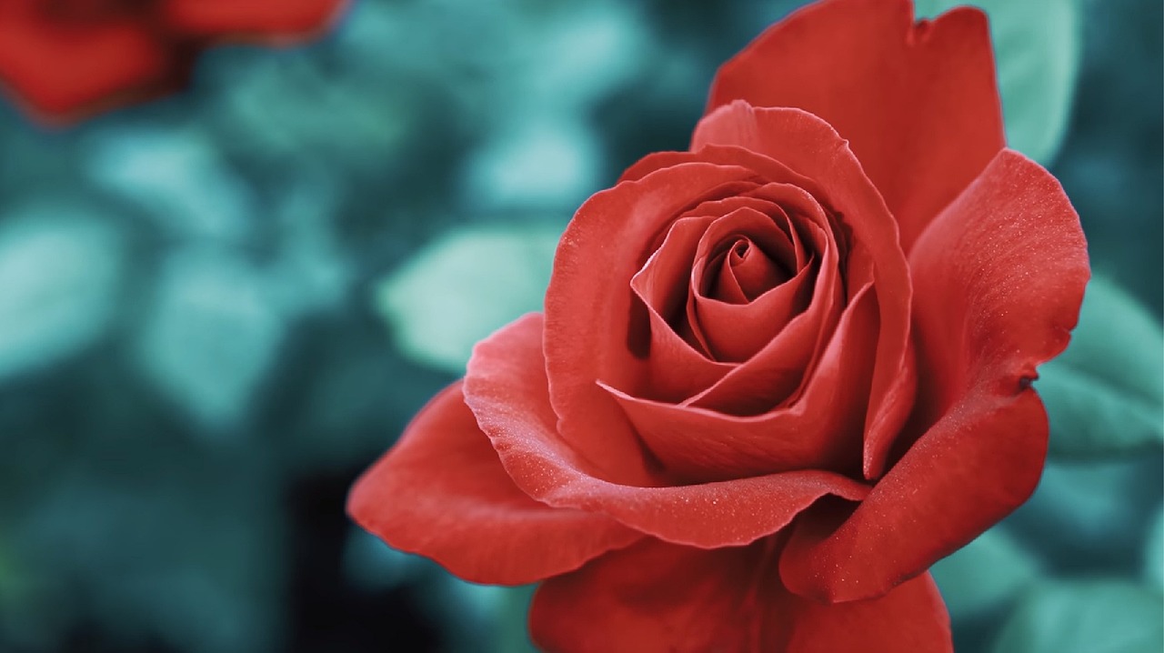 用简短而深情的句子，表达感恩遇见的美好